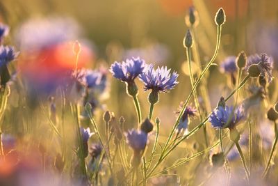 Close-up of purple flowering plants on field