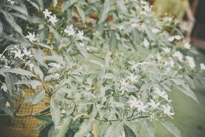 Close-up of flowers