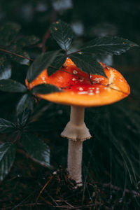 Close-up of orange mushroom growing on field
