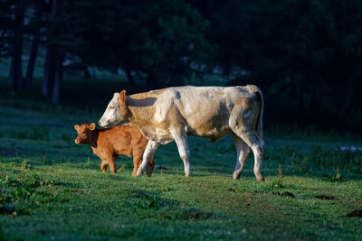 Cow and calf in the forest