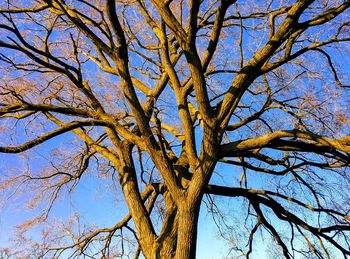 Low angle view of bare tree against clear blue sky