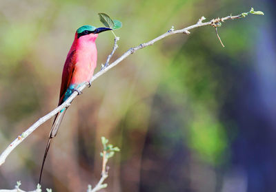 Close-up of bird perching on branch