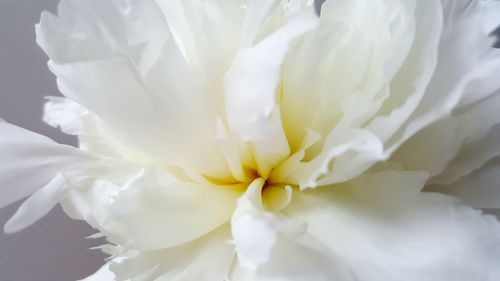 Close-up of white flower