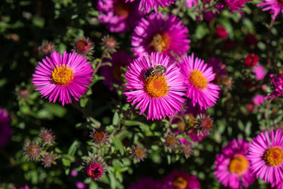 Close-up of pink flowering plants