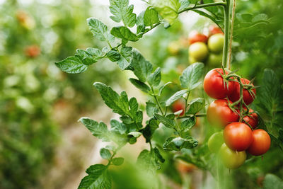 Close-up of tomatoes growing on tree