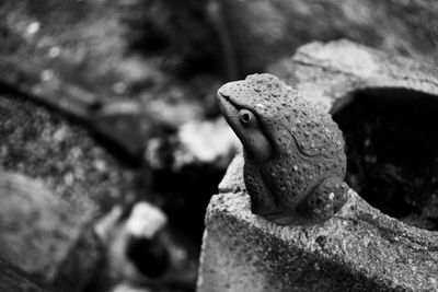 Close-up of lizard on rock