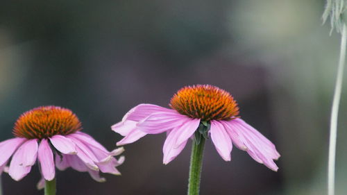 Close-up of coneflowers blooming outdoors