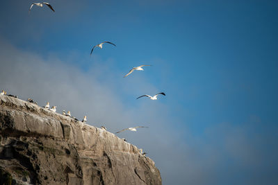 Low angle view of birds flying against blue sky