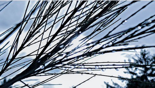 Low angle view of branches against sky