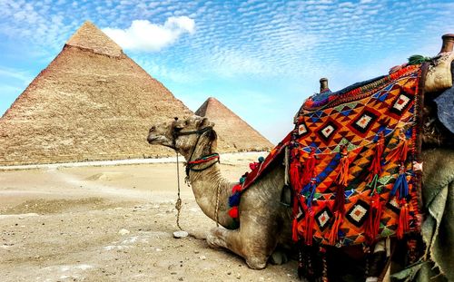 Camel sitting on sand in front of pyramids at desert