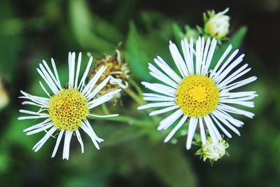 Close-up of white daisy