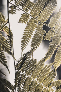 Close-up of fern leaves against sky