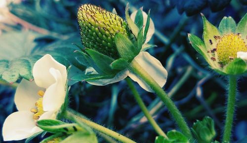 Close-up of flowers