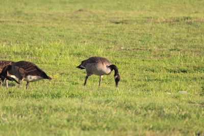 Geese walking on grassy field