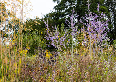 Purple flowering plants on field