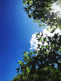 Low angle view of tree against blue sky