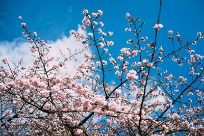 Low angle view of pink flowers against blue sky