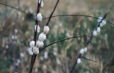 Close-up of plant