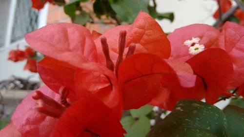 Close-up of red flowers