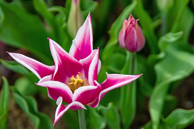 Close-up of pink flowering plant