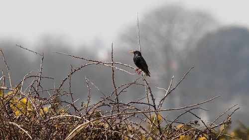 Low angle view of bird perching on branch