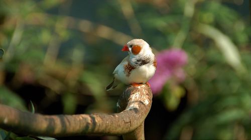 Close-up of bird perching on tree