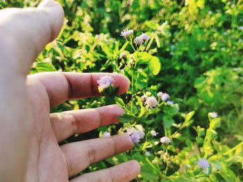 Midsection of person holding flowering plant