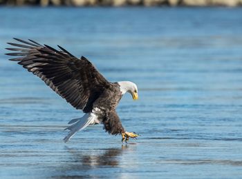 Close-up of eagle flying over sea