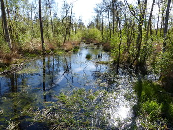 Scenic view of lake in forest