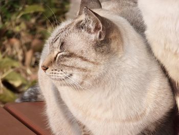 Close-up of a cat with eyes closed