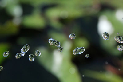 Close-up of water drops on leaves