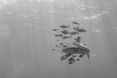 View of fishes swimming in sea