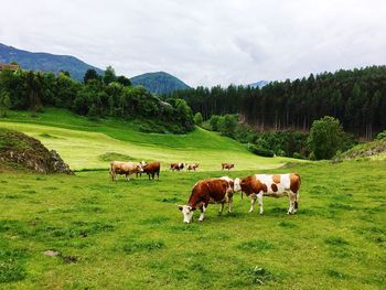 Horses grazing in a field