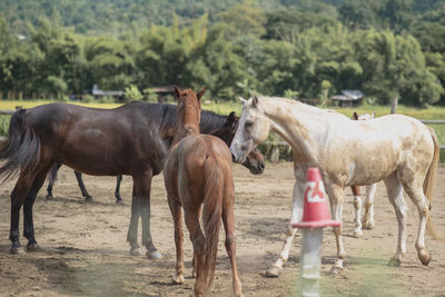 Horses standing in a field