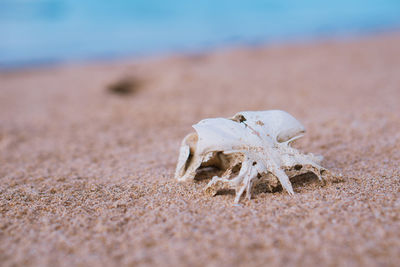 Close-up of a animal on sand