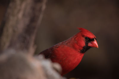Close-up of bird perching outdoors