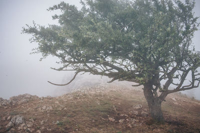 Tree against sky