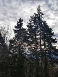 Low angle view of pine trees in forest against sky