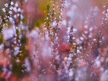 Close-up of purple flowering plant in winter