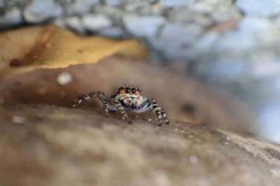 Close-up of insect on rock