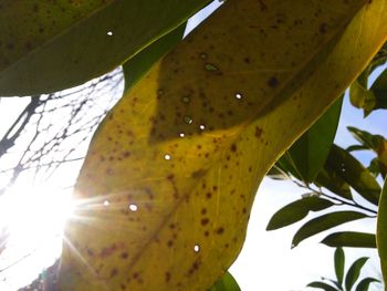 Low angle view of yellow leaves against sky