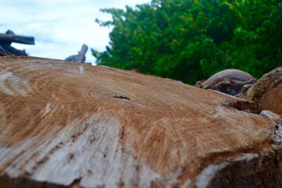 Close-up of lizard on tree against sky