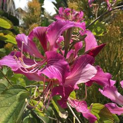 Close-up of pink flowers blooming outdoors