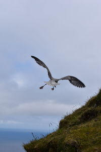 Low angle view of eagle flying against sky