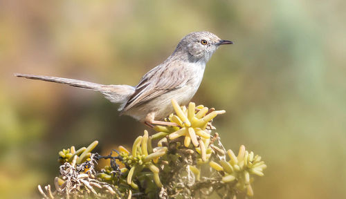 Close-up of bird perching on plant