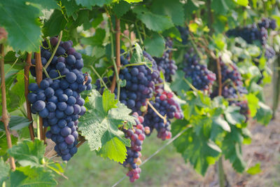 Close-up of grapes growing in vineyard