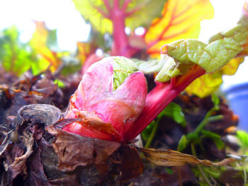 Close-up of leaves against blurred background