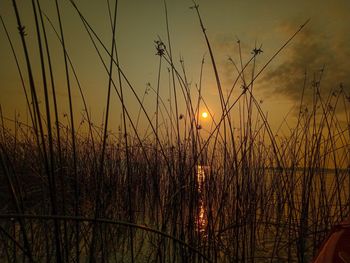 Silhouette plants against sky during sunset