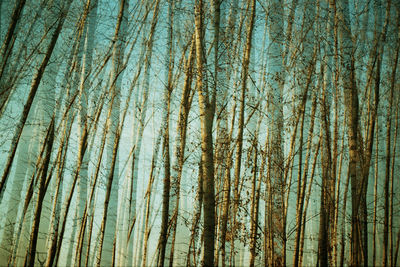 Low angle view of trees in forest