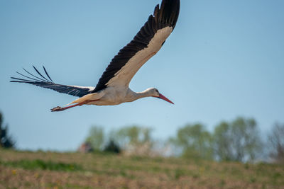 Low angle view of a bird flying